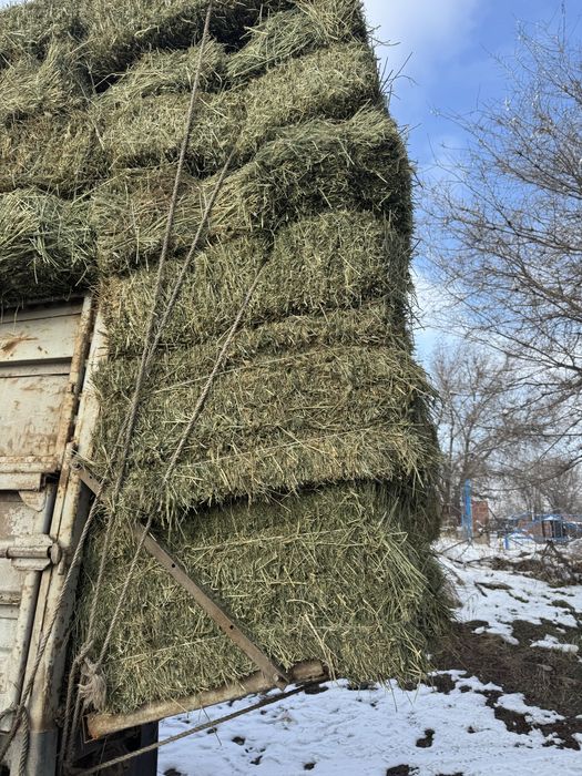 Клевер с доставкой!