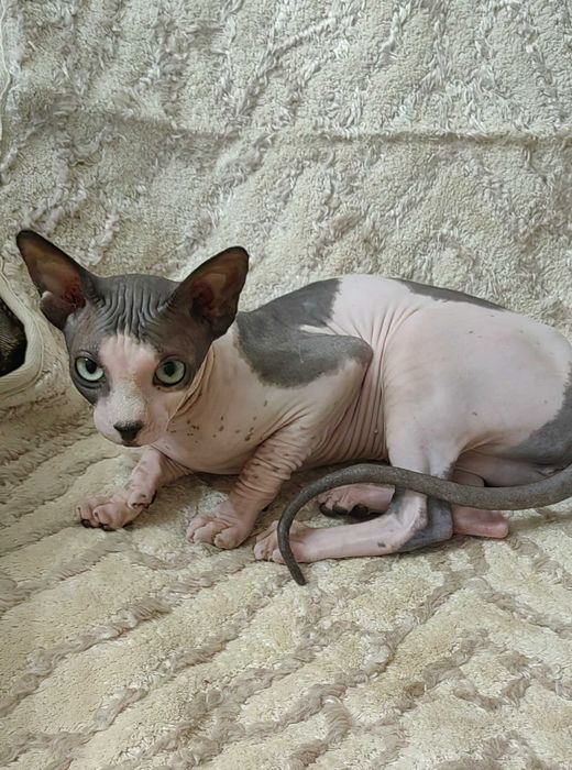Продается кошка сфинкс