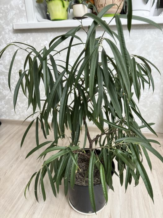 Фикус денежное дерево в подарок