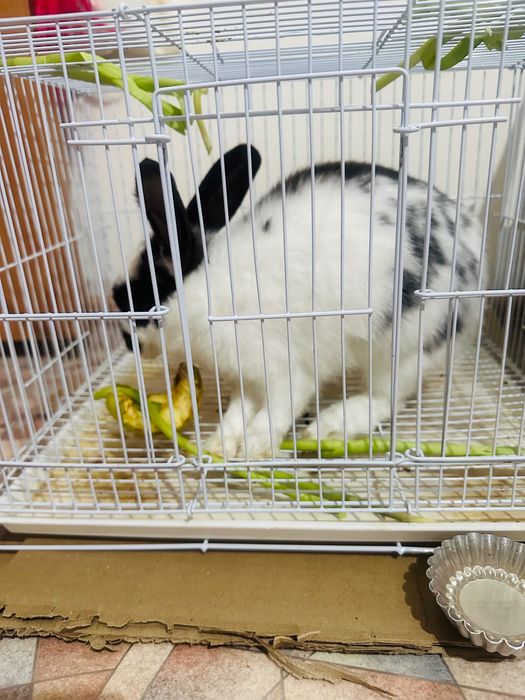 Продам кролика зайчика