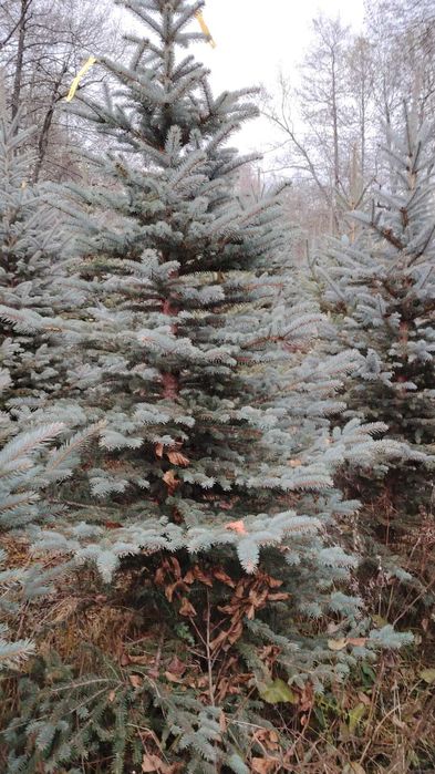 Brazi la metru – calitate garantată