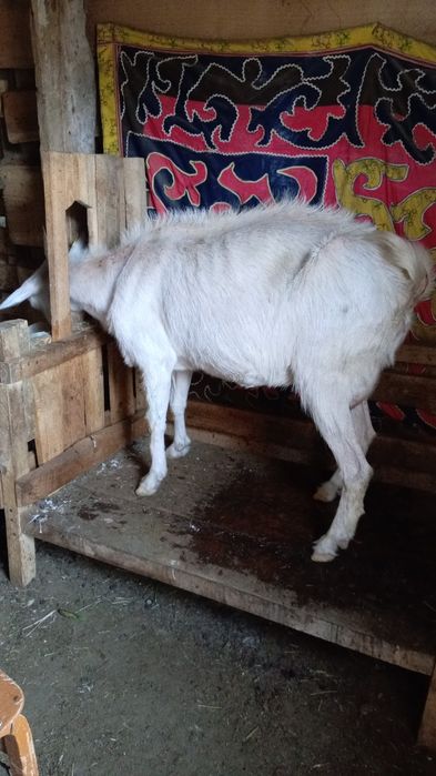 Продается Дойные козы