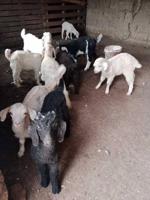 Орыс ешкінің лақтары сатылады