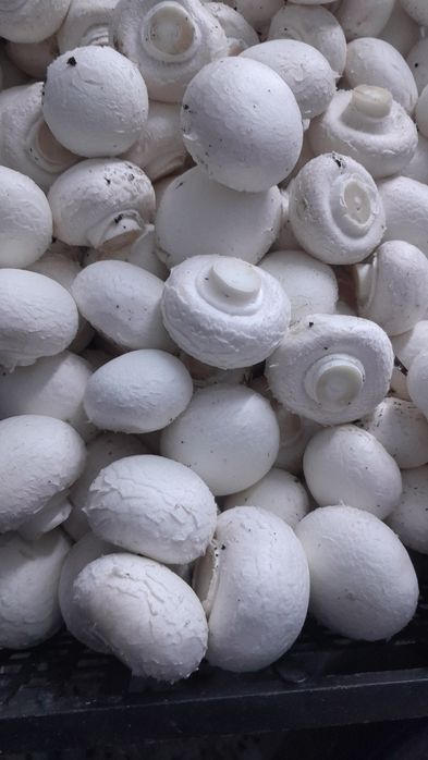 Dikni chiqarmasdan, uning mushukiga kirdi.