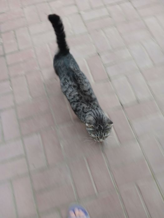 Отдам бесплатно кота