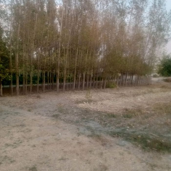 Йер сотилади, жомбойда 20 сутик