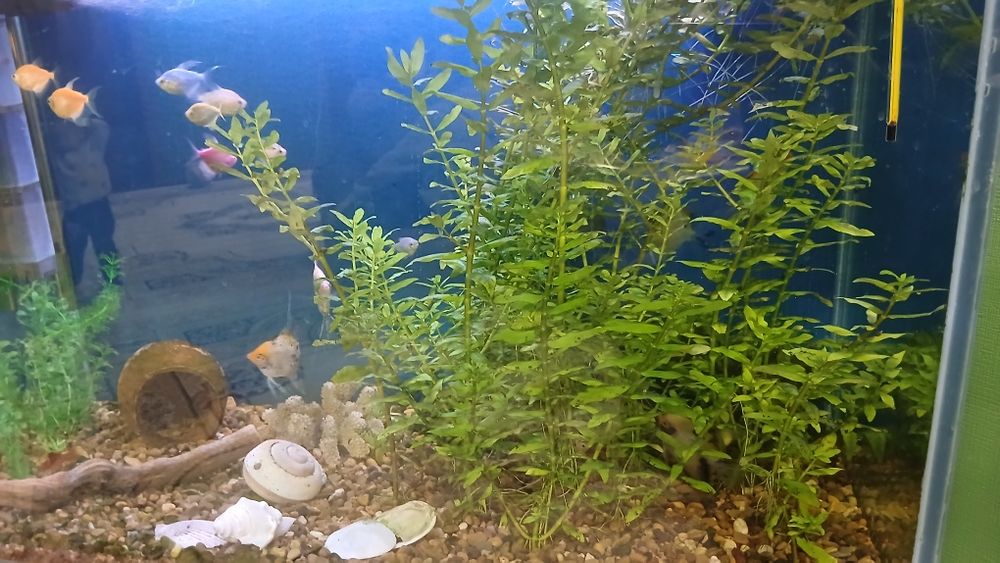 Suv oʻtlari akvarium uchun