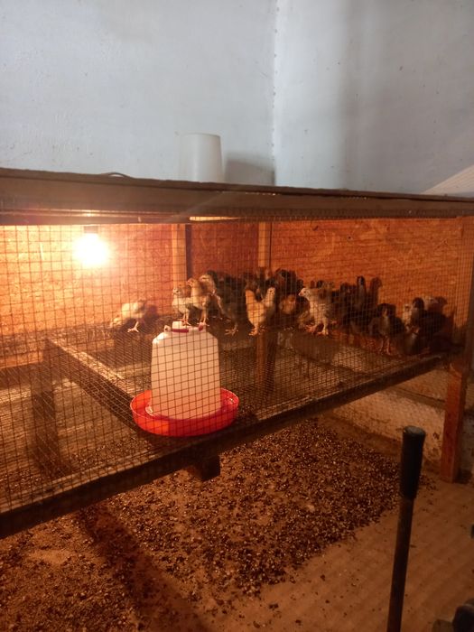Балапандар сатылады