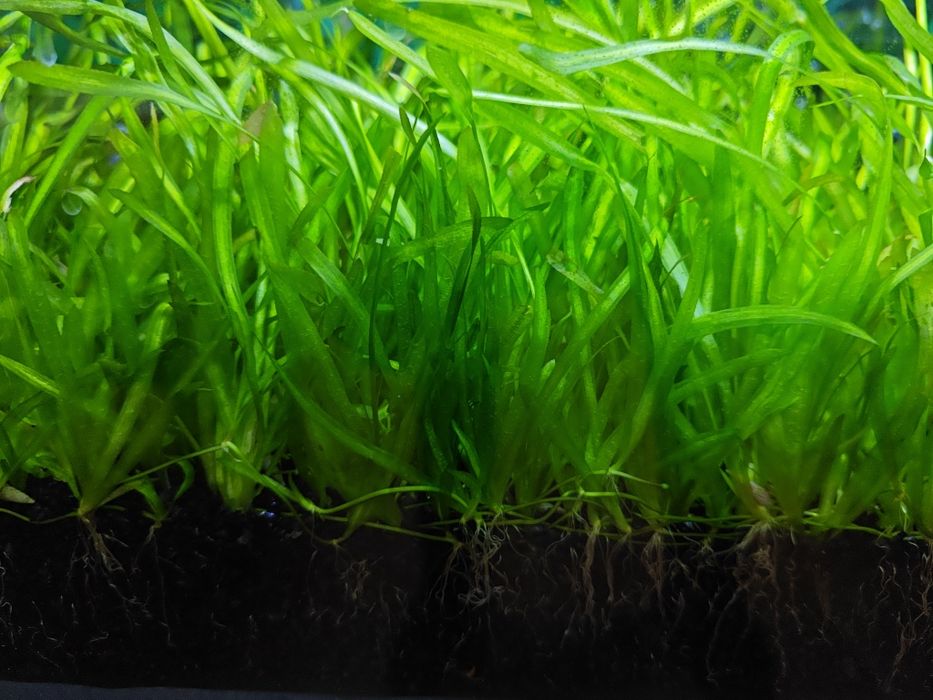 растения для аквариума.