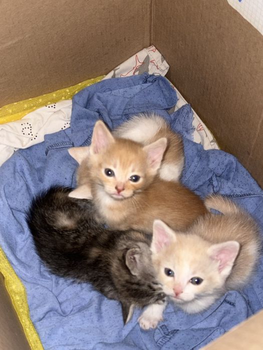 Котята мальчики и девочка