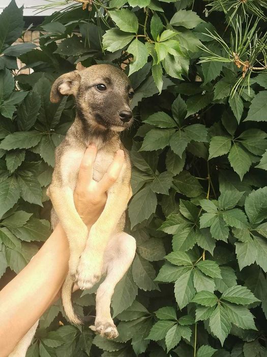 Послушные щенята