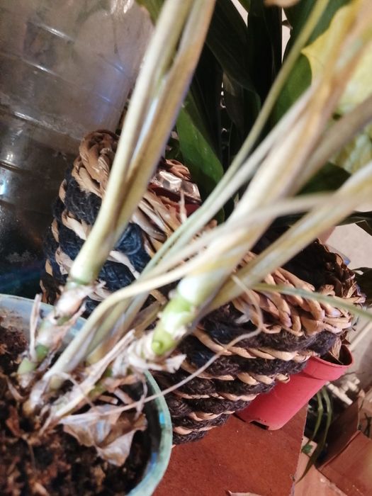 Цвиточик  Сингониум