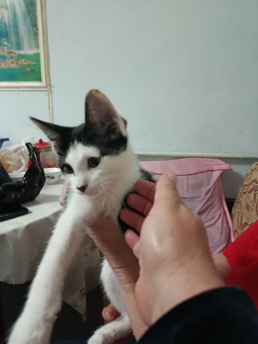 Пристраивается котёнок в добрые, ответственные руки