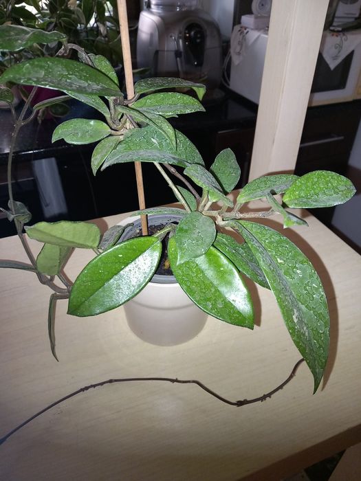 Hoya carnosa sau lacrima maicii domnului!