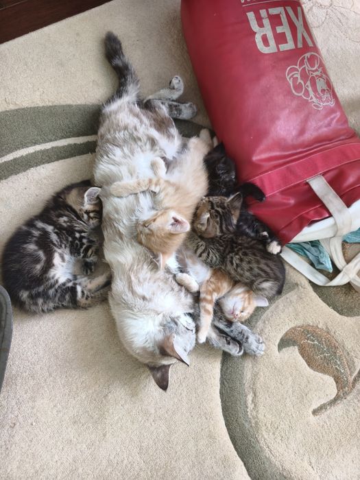 Отдадим котят в заботливые руки