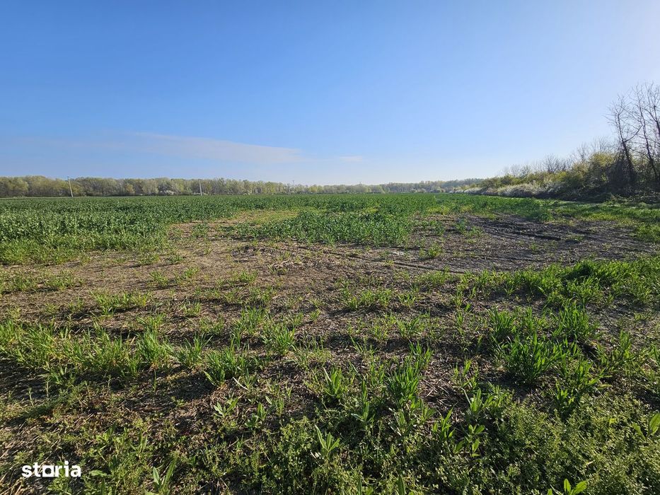 10.100Mp Teren Construcții Intravilan Potigrafu, Deschidere 31M La Dn1