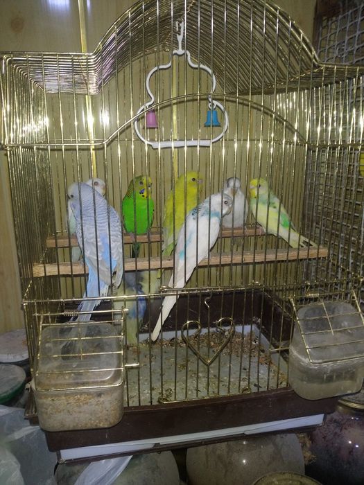 Попугайла сотилади