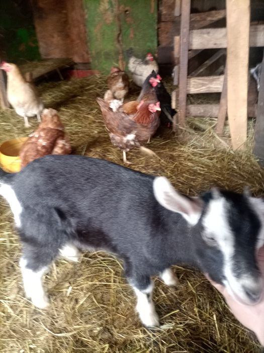 Трое девочек козлят