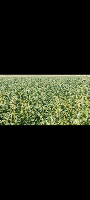 соя тұқымы сатылады