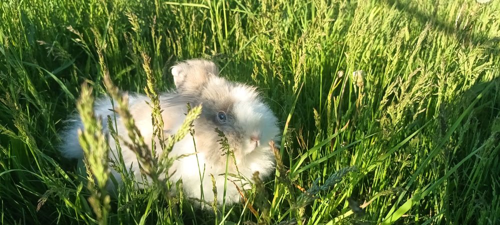 Vând iepuroaica cap de leu sau schimb cu găini de mătase japoneza