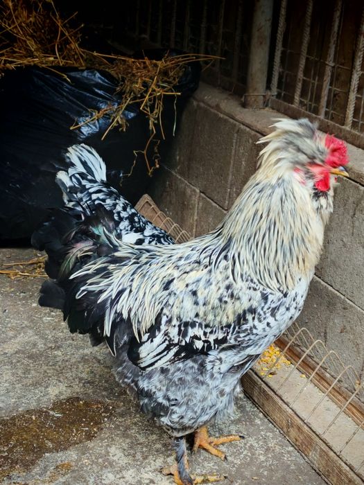 Ouă de incubație găini motate talie mare