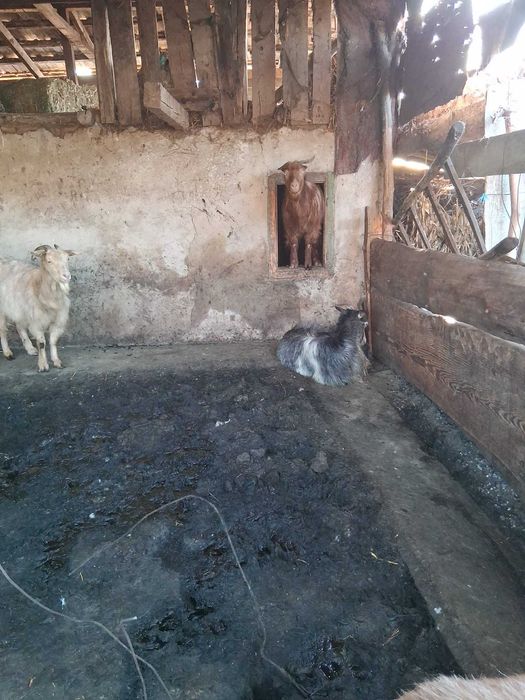 Tap si capre de vanzare la kg