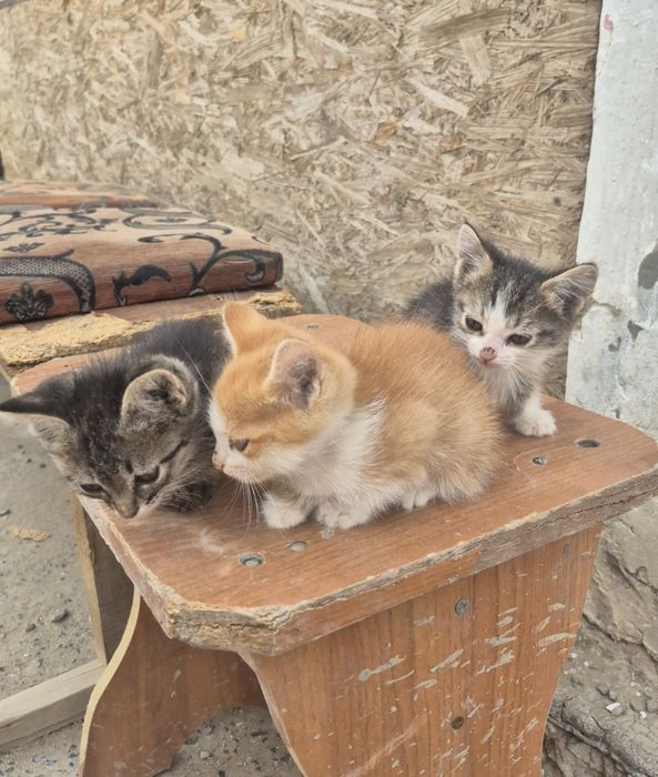 Кішкентай марғаулар