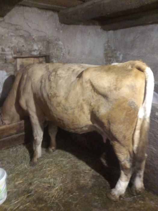 Vând vaca și vitea