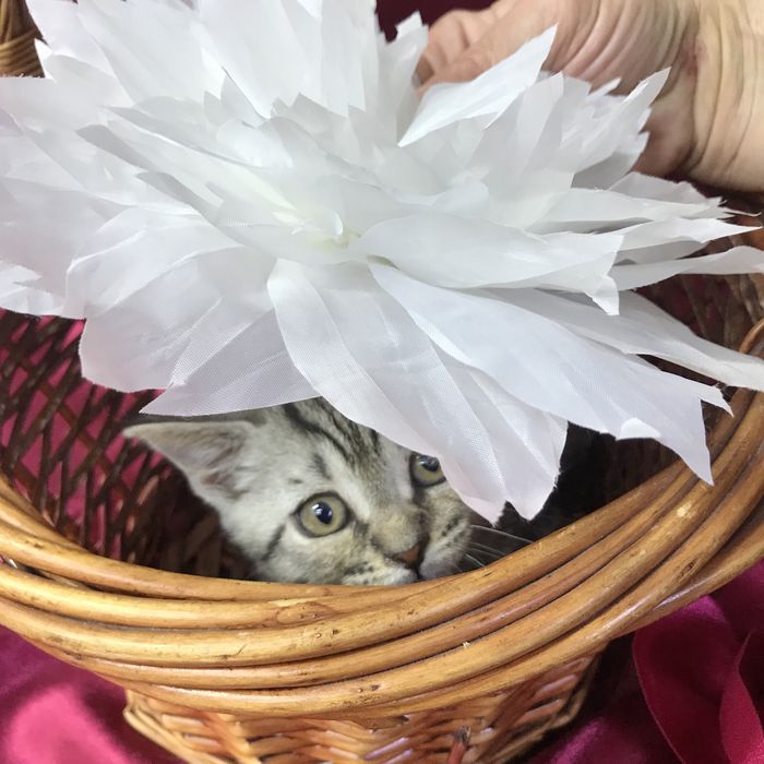 Котеночек Маечка ищет свою семью