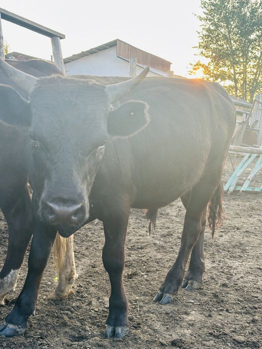 Продам бычки ангусы
