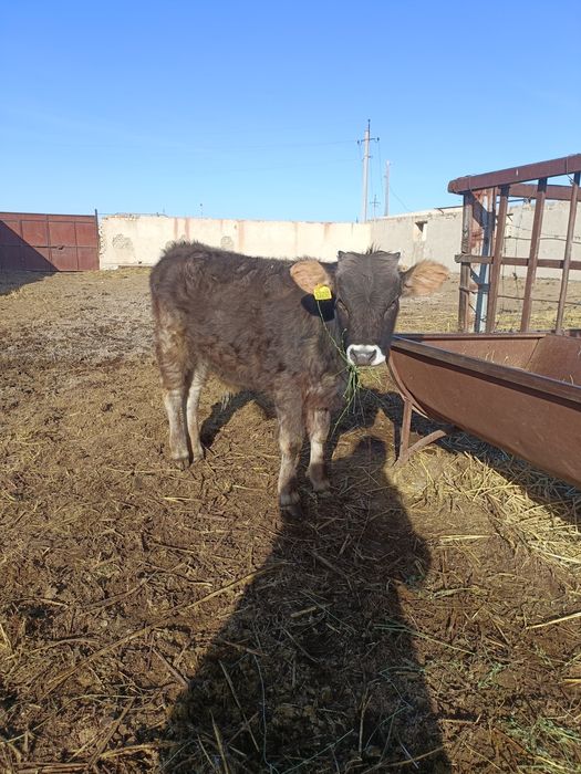 Баспақтар сатылады