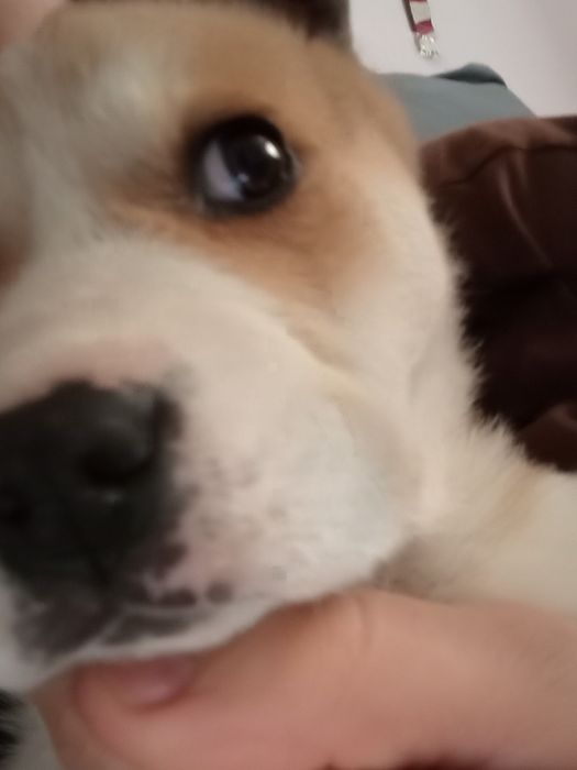 Donez cățelușa în vârstă de trei luni