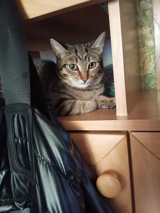 Отдам в добрые руки кошечку