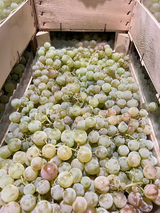 Struguri pentru Procesat