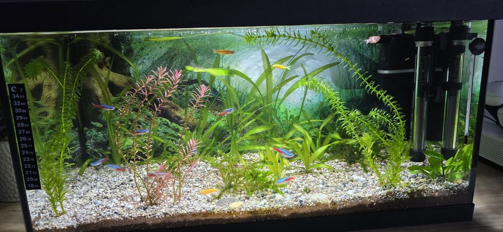 Acvariu 54L  complet
