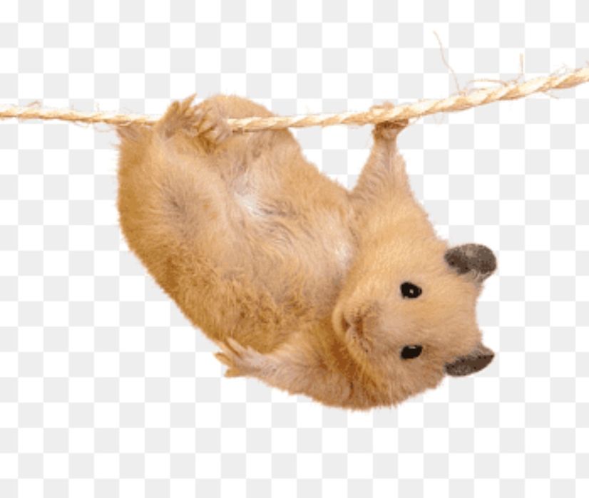 Хомяк хомички продажа