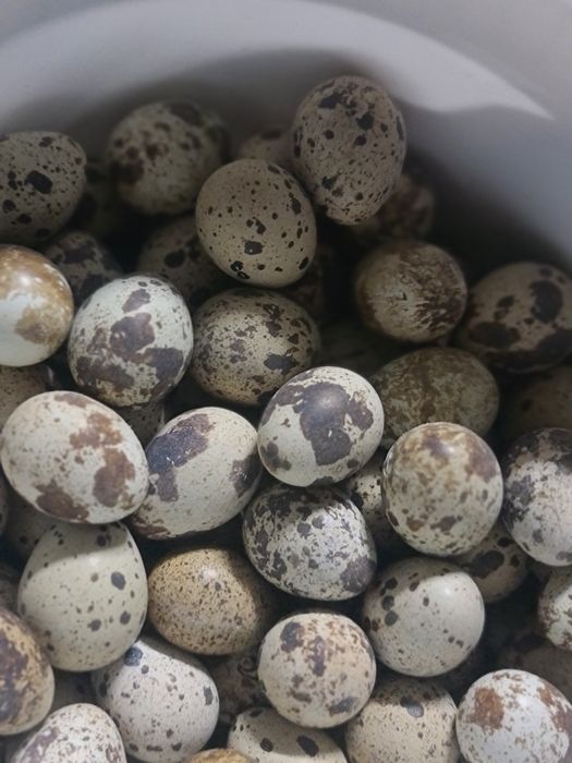 Перепелинные яйца