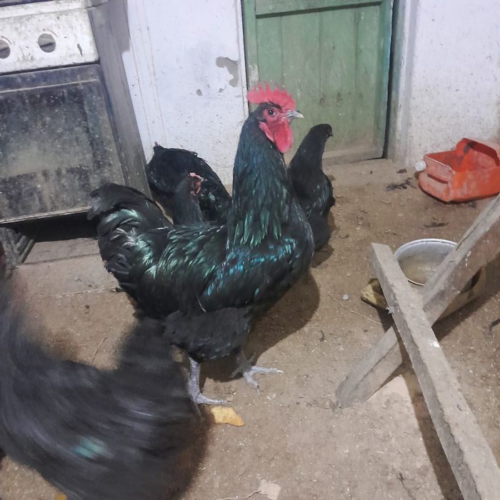 Продам яйца Джерсийский гигантагиганта