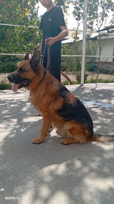 Немецкий овчарка