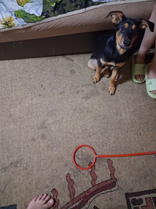 Отдам собаку в добрые руки