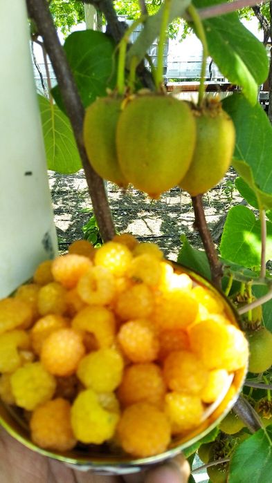 Сариқ Малина кўчатлари сотилади