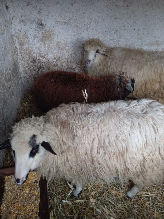 Vând 2 mieluțe tinere