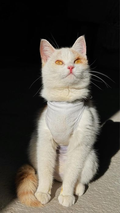 Кошка ЯНА . Стерилизована. 8 месяцев