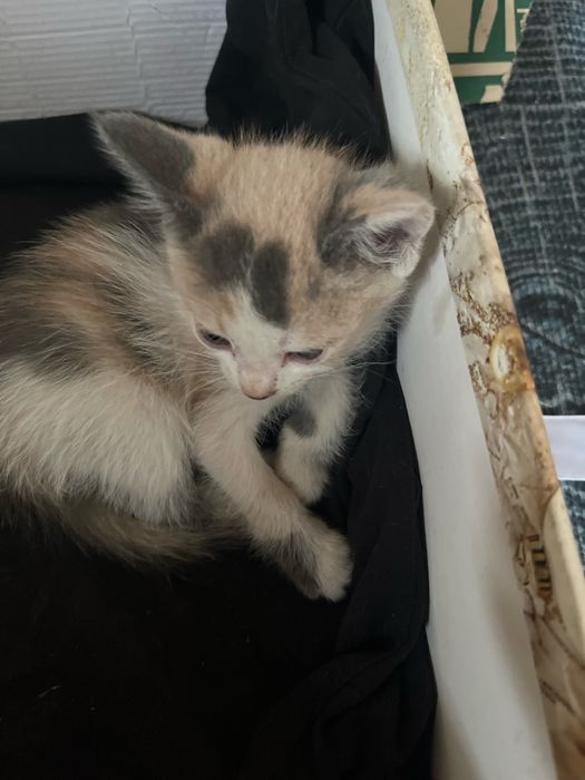 Котята бесплатно