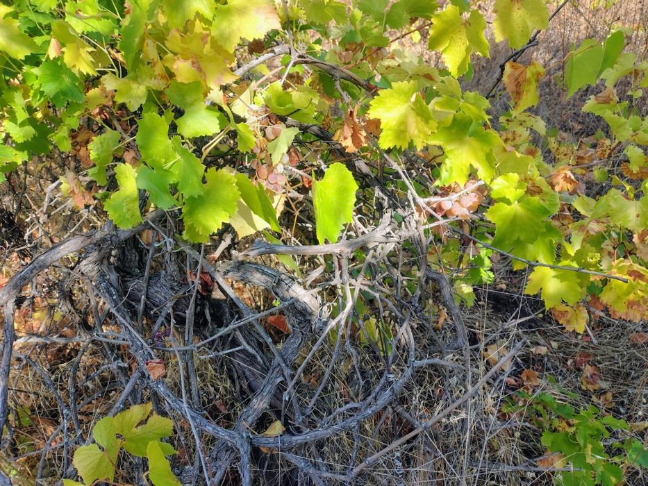 Лозе 1.5 дек град Перущица