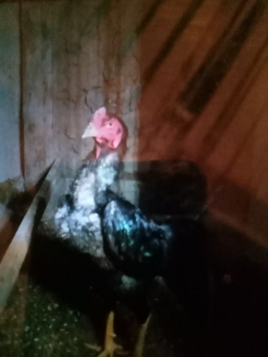 Продам петуха бойцов