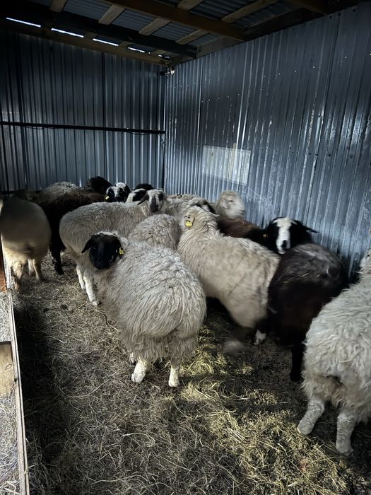 Барана с откорма