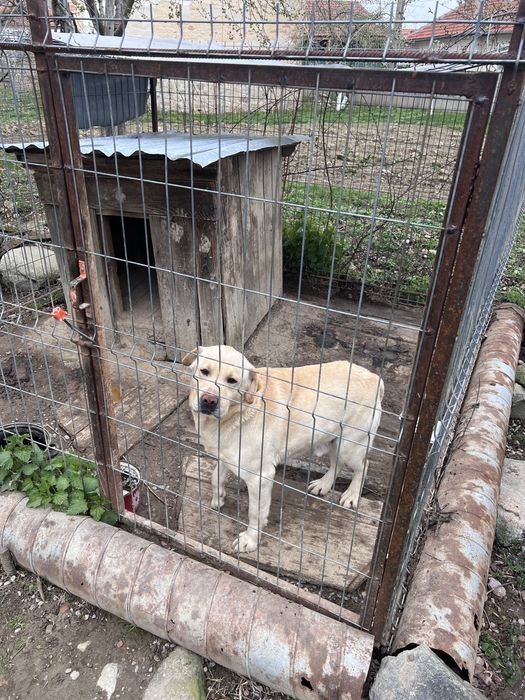 Donez câine labrador