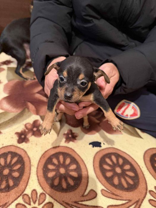 Продавам чистокръвни пинчери