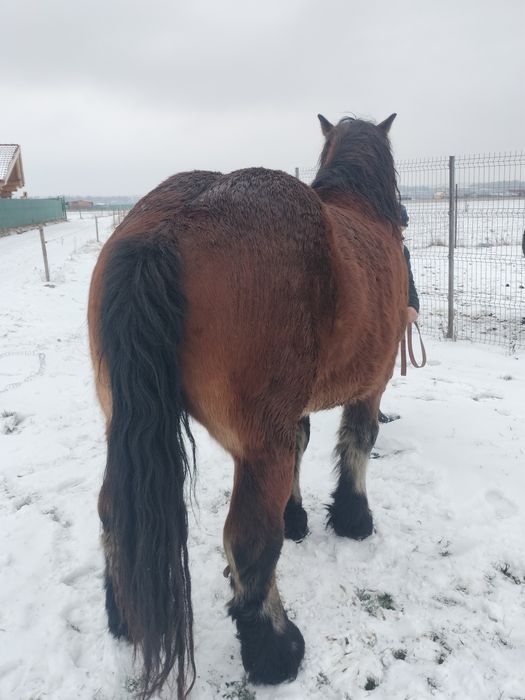 Iapă armăsar mânz mânza